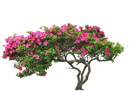 玫红色杜鹃花素材背景