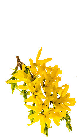 黄色的迎春花