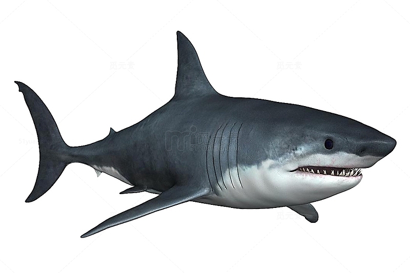 鲨鱼简图