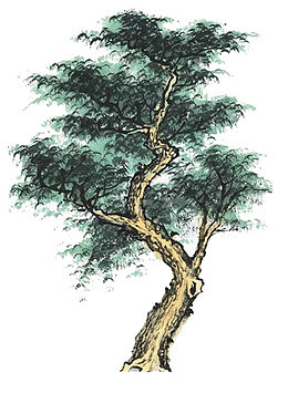 国画古树设计素材