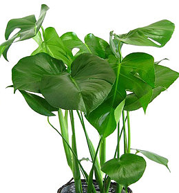 易种植的植物