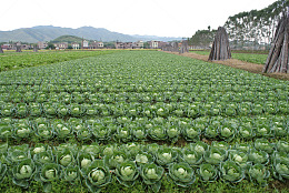 卷心菜种植基地菜园