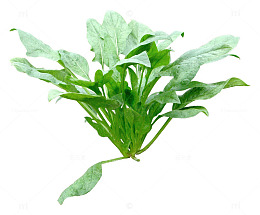 绿色的蔬菜