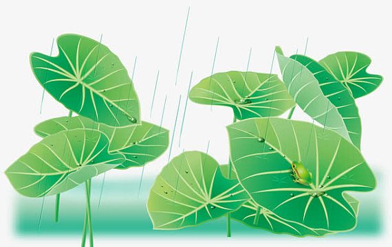下雨天荷叶青蛙背景