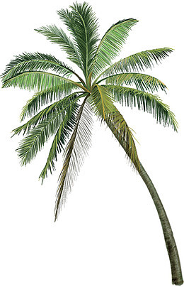 沙滩夏日植物棕树