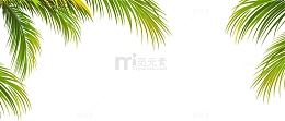 绿色椰子叶边框纹理