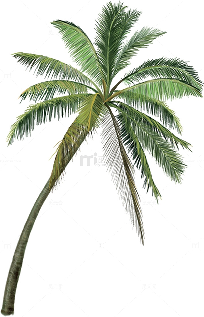 沙滩海边夏日绿色树木椰子树