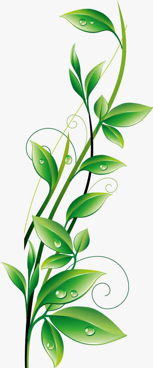 矢量装饰绿色藤蔓装饰露水