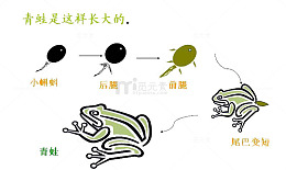 青蛙的进化