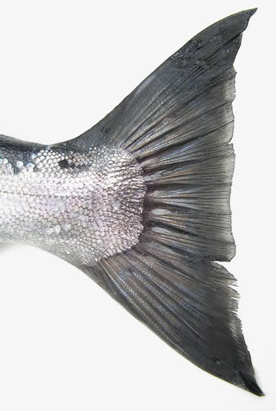 鱼尾素材免费下载_觅元素