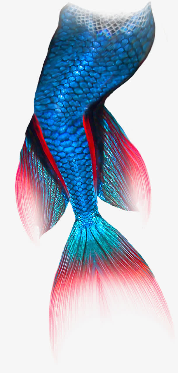 尾巴素材免费下载_觅元素