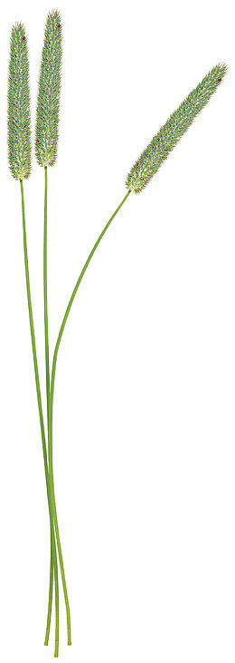 可爱狗尾巴草