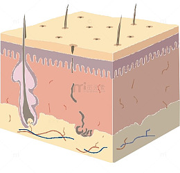 面部细胞组织图