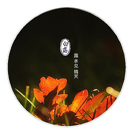 白露和橘黄色花朵