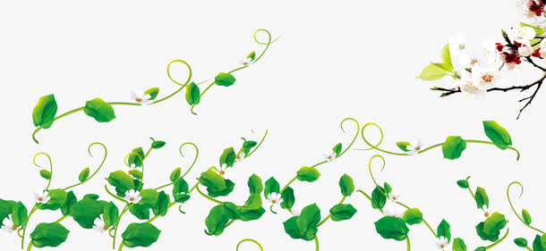 藤蔓绿色植物素材
