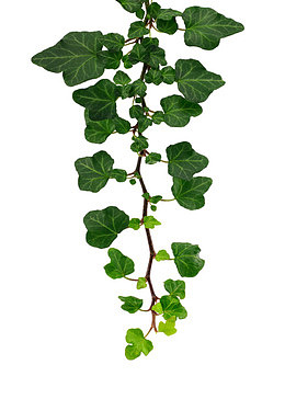 爬墙植物