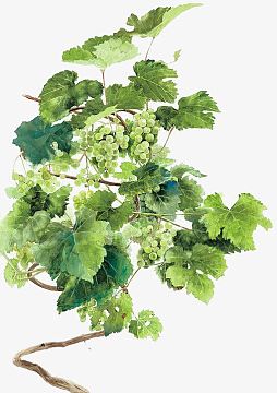青藤png草藤免扣素材png青藤藤蔓装饰图片png绿色藤蔓png青色葡萄藤