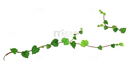 藤蔓素材免费下载