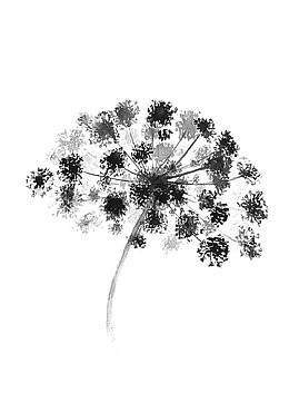 黑色花朵印花