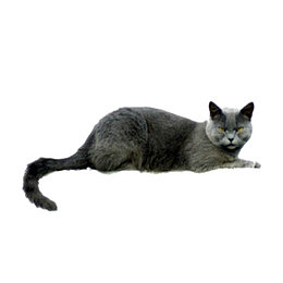 英国短毛猫