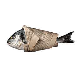 灰色海鱼