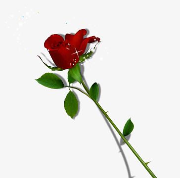 一支红玫瑰花素材-一支红玫瑰花图片元素-觅元素