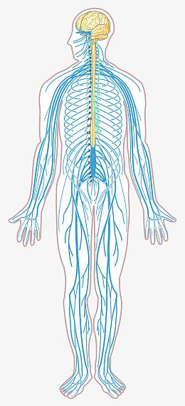 人体神经系统结构示意图