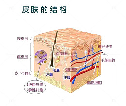 皮肤的结构