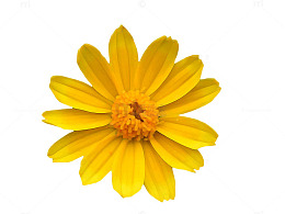 黄色野菊花