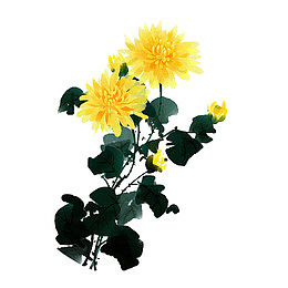 野菊花