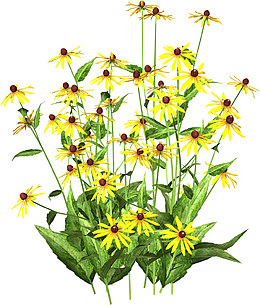 野菊花