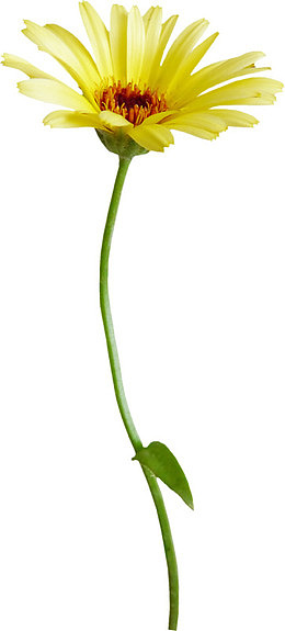 野菊花
