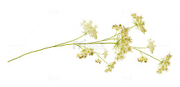 一支野菊花