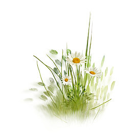 野菊花开花免抠素材