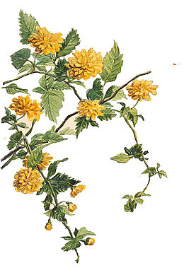 手绘野菊花