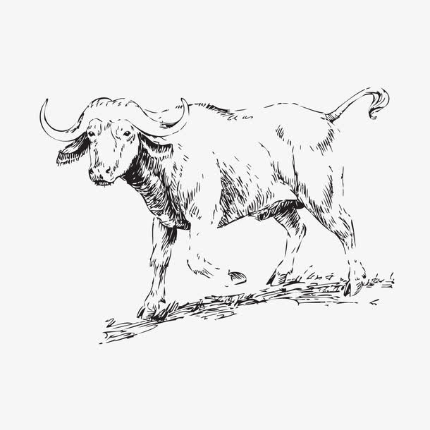 手绘牦牛