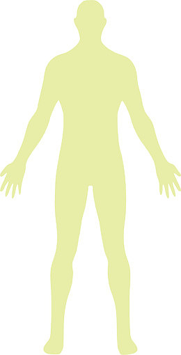 人体结构图