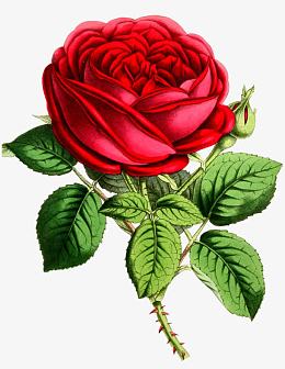 玫瑰花卡通手绘 卡通设计元素 玫瑰花卡通手绘 卡通免抠素材免费下载 觅元素51yuansu Com