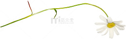 一支野菊花