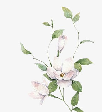 中国风水彩花朵花叶