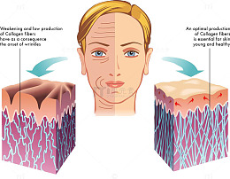 人物皮肤结构图