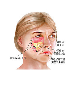 人物面部结构