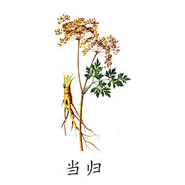 中药当归