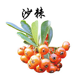 果子沙棘