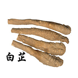 中药白芷