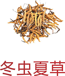 冬虫夏草