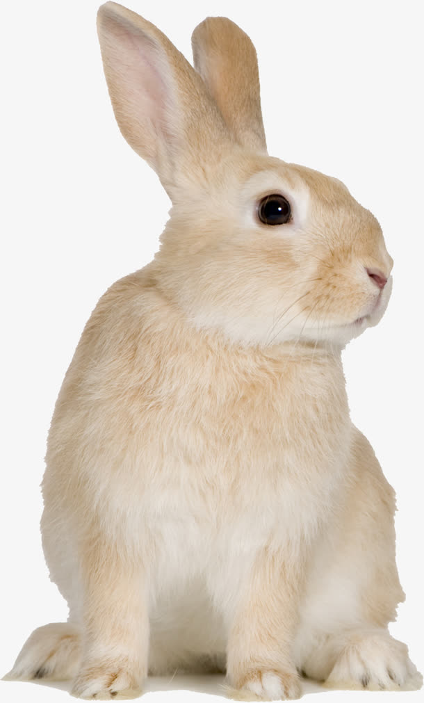 兔子素材免费下载_觅元素