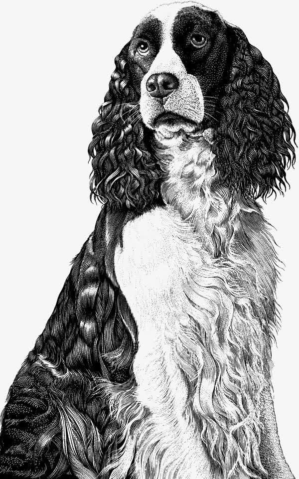 黑白卷发小狗插画