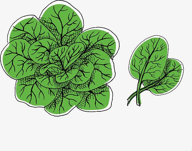 卡通手绘矢量蔬菜叶子野菜