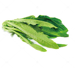 油麦菜图片素材